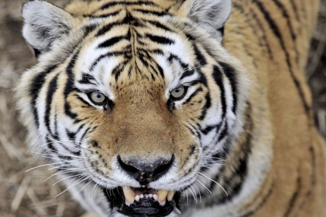 Tigre en cautividad en un zoolgico.|EFE
