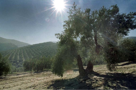 El sol brilla sobre un olivar en la provincia de Jan. | E.M.