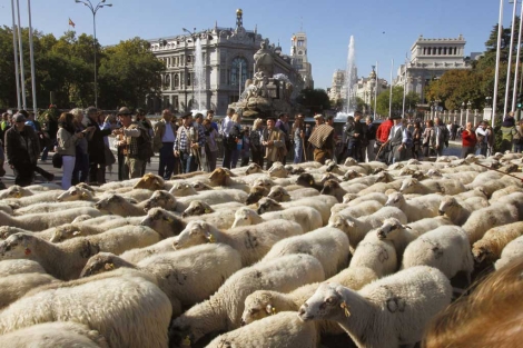 El gran rebao de ovejas a su paso por la Plaza de Cibeles. | Efe