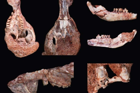 Los fósiles de los dos cráneos hallados en Sudamérica. | University of Louisville.