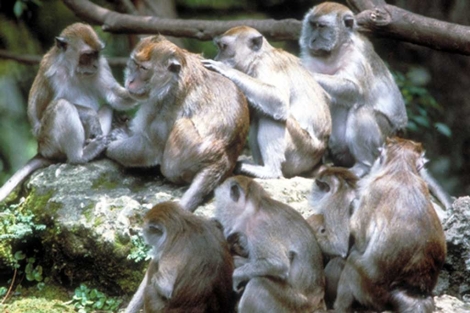 Manada de macacos 'Macaca fasciularis'. | Nature