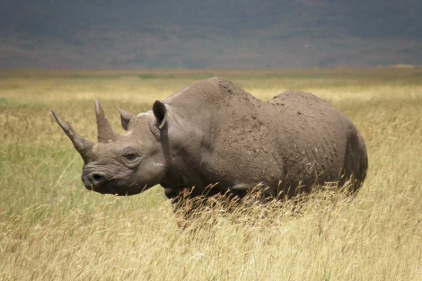 Rinoceronte negro occidental, recién declarado extinto. | IUCN / Efe