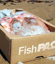 Caja de cartn para conservar el pescado fresco.