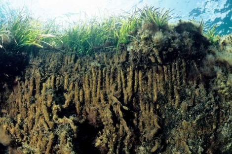 Pradera y arrecifes de Posidonia oceanica. | CSIC