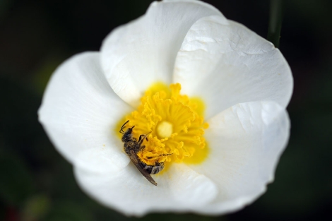 Una abeja sobre una flor de jara. | J. Barbancho