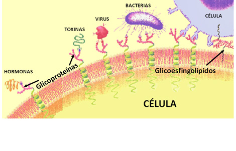 Carbohidratos de la membrana celular interaccionando con diversas entidades biológicas. | S. Penadés