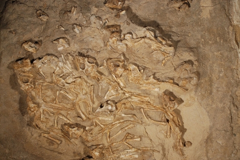 Los 15 esqueletos estaban en un nido de 2,3 metros de dimetro. | Kh. Tsogtbaatar.