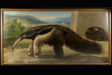 Obra 'La Osa Hormiguera de su Majestad', atribuida a Goya. | MNCN / CSIC