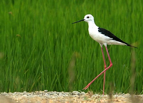Un ave zancuda en un arrozal junto a Doana. | J. F. Ferrer