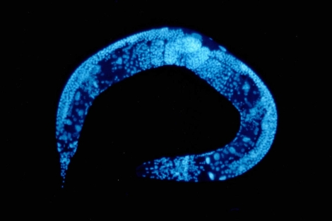 Imagen microscópica del gusano 'Caenorhabditis elegans'. | AFP