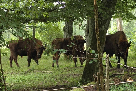 La primera reserva nacional de bisontes europeos. | Ical