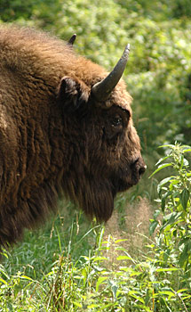 Uno de los bisontes palentino. | Ical