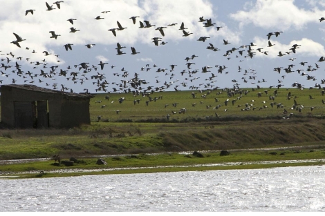 Las lagunas reciben estos das entre 27.000 y 32.000 aves. | Efe