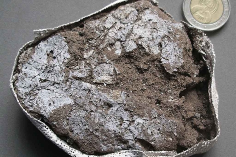 Fragmento del colchn vegetal fosilizado de la Media Edad de Piedra. | 'Science'