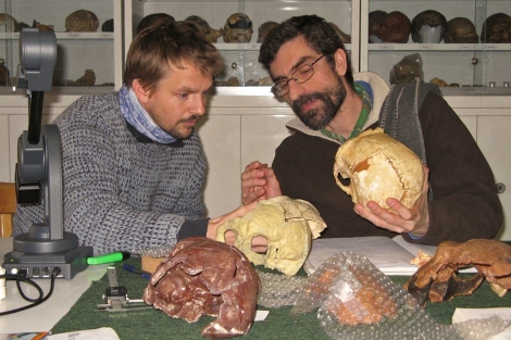 Markus Bastir y Antonio Rosas, del CSIC, con los crneos del estudio. | CSIC