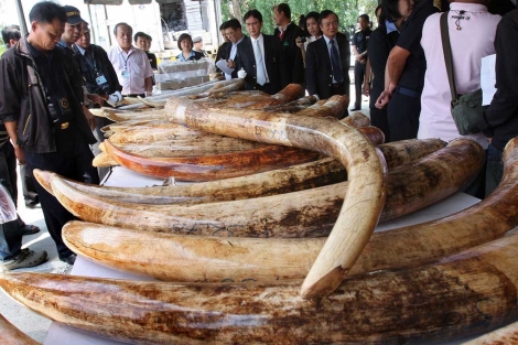 Colmillos de marfil confiscados en Bangkok (Tailandia). | AFP