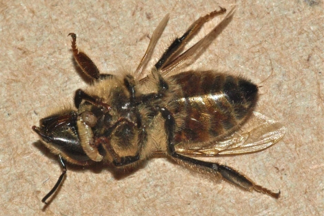 Una larva nace del cadáver de una abeja. | John Hafernik.