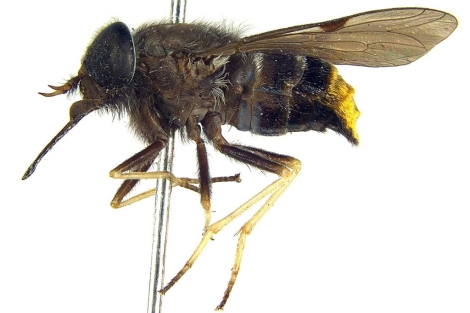 La mosca 'Scaptia (Plinthina) beyonceae'. | AFP