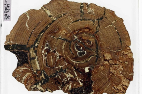 Fragmento de madera fosilizada encontrado en un cajón tras 168 años. |BGS