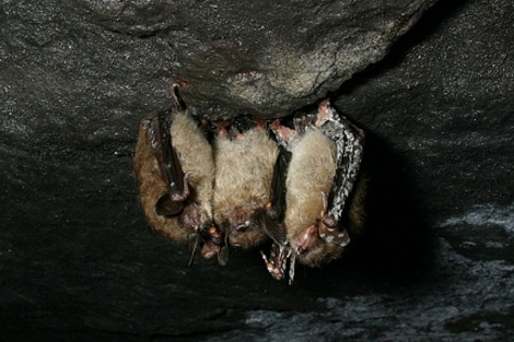 Tres murciélagos afectados en una mina de Nueva York. | Alan C. Hicks