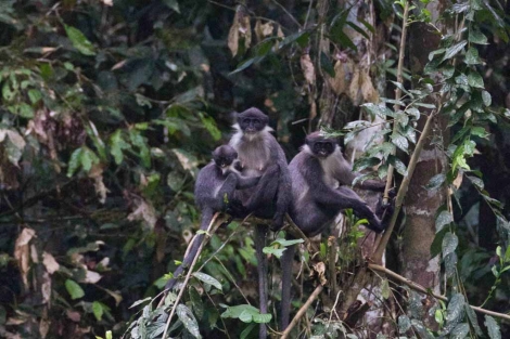 Una familia de langures de Miller fotografiada en Borneo. | Eric Fell