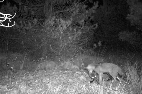 Dos zorros negros captados por las cmaras de visin nocturna en el parque. | E.M.