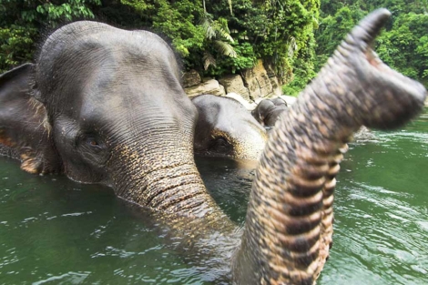 Elefantes de Sumatra, en el noroeste de la isla indonesia. | WWF