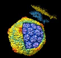 Virus fago T7 obtenido mediante CryoTEM y difraccin de rayos X. | J. L. Carrascosa.
