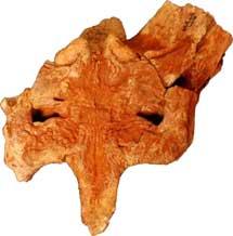 Fragmento del cráneo fosilizado del cocodrilo. | PLoS ONE