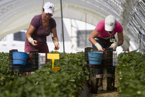 Dos jornaleras de Europa del Este, recogiendo fresas en Palos de la Frontera. | J. Yez
