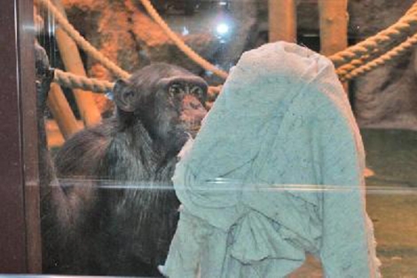 El chimpanc Yasha limpiando cristales. | Chistyuli Zoo