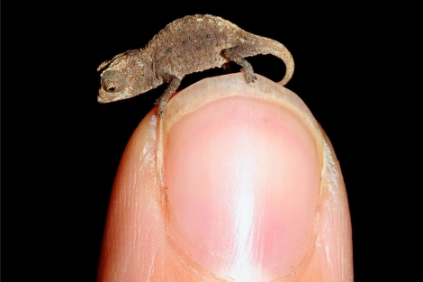 Camaleón de la especie 'Brookesia micra' sobre un dedo humano. | PLoS ONE