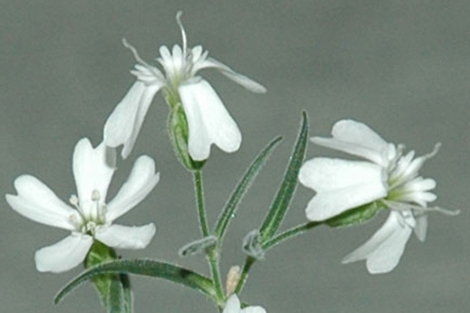 Flores de 'Silene stenophylla' de una planta obtenida con material del permafrost. | PNAS