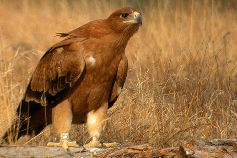 Éxito de la reintroducción del águila imperial en Andalucía | Natura |  