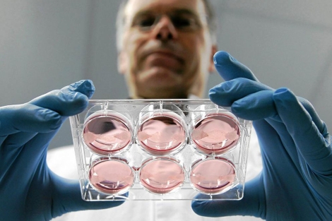 El cientfico Mark Post con muestras de fibras de tejido obtenidas de clulas madre. | Reuters