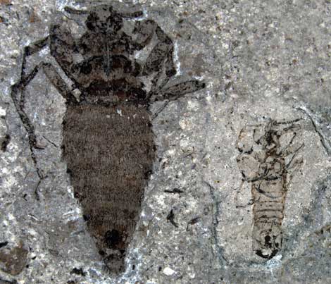 Fósil de una hembra de pulga gigante (izquierda), y un macho. | Nature
