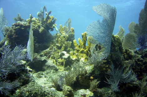 Arrecife en Cayo Largo, Florida (EEUU). | Oceana