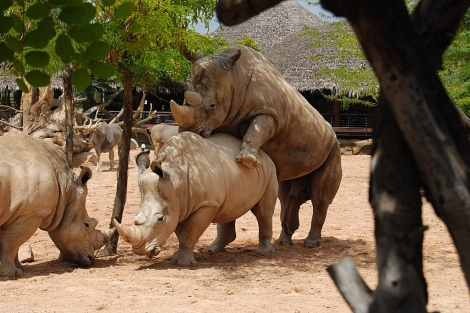 Dos rinocerontes se aparean en el Bioparc. | E.M.