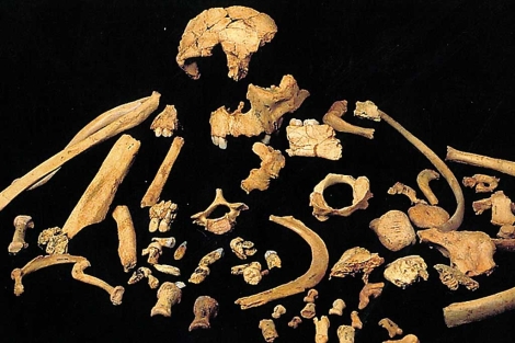 Fsiles de 'Homo antecessor' encontrados en Gran Dolina.