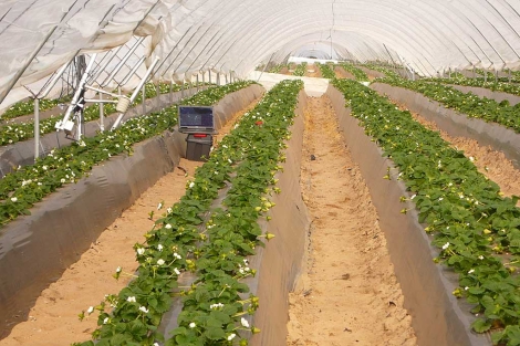 Una plantacin de fresas con riego controlado para evitar despilfarro. | Cristina Martn | WWF