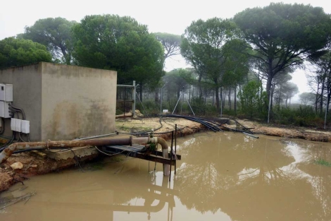 Balsa ilegal de captacin de agua en Doana (Huelva). | WWF