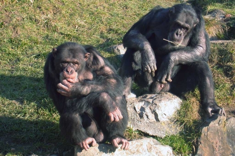 Dos chimpancs utilizados en el estudio. | Claudia Rudolf von Rohr.