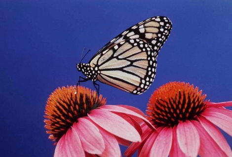 Una mariposa monarca ('Danaus plexippus'). | Gay Bumgarner.