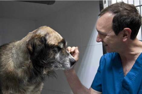 'Goliath', ya recuperado, junto al veterinario que le ha curado las heridas. | Efe