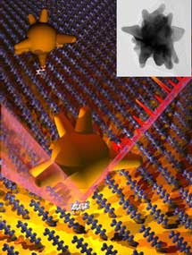 Las nanoestrellas amplifican la señal óptica que es la 'huella dactilar' de las moléculas.| L. Liz Marzán.