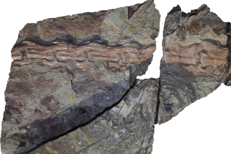Resto fosilizado de una de las plumas del 'Tiranosurido'.|Nature