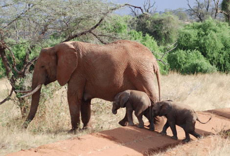 Un gran elefante africano con dos crías. | S. R.