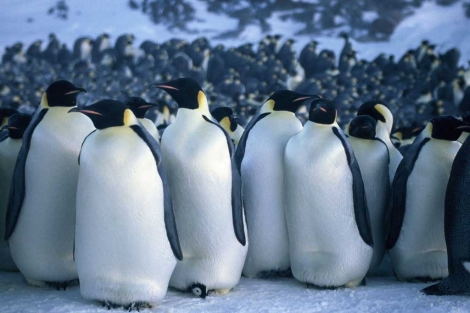 Pinginos emperador en la Antrtida. | Reuters