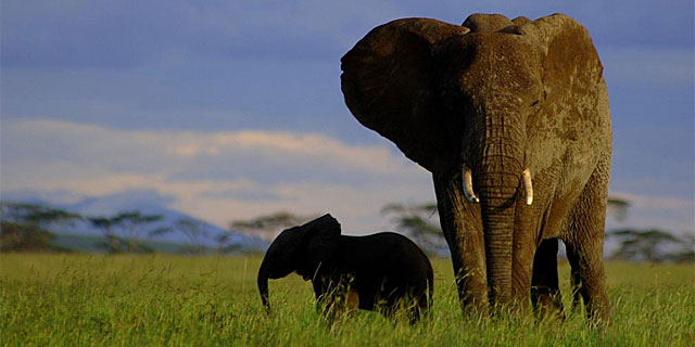 Un elefante pasea junto a su cra por las inmensas llanuras del Parque Nacional del Serengueti (Tanzania)..