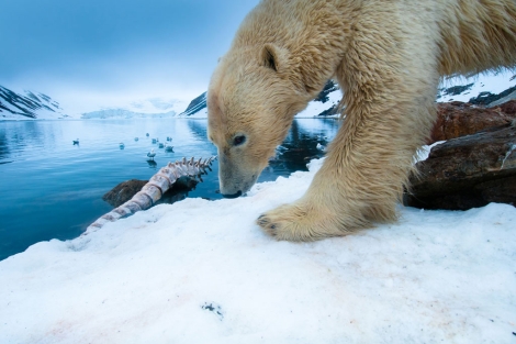 Un macho de oso polar alimentndose de una ballena en Noruega. | F. Schulz